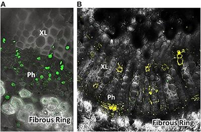 Improving Suppression of Hemipteran Vectors and Bacterial Pathogens of Citrus and Solanaceous Plants: Advances in Antisense Oligonucleotides (FANA)